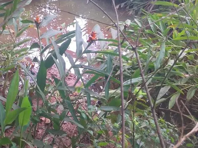 Imagem 8: VENDO FAZENDINHA NA REGIÃO DE Brumadinho / MG Área total de 14 hectares