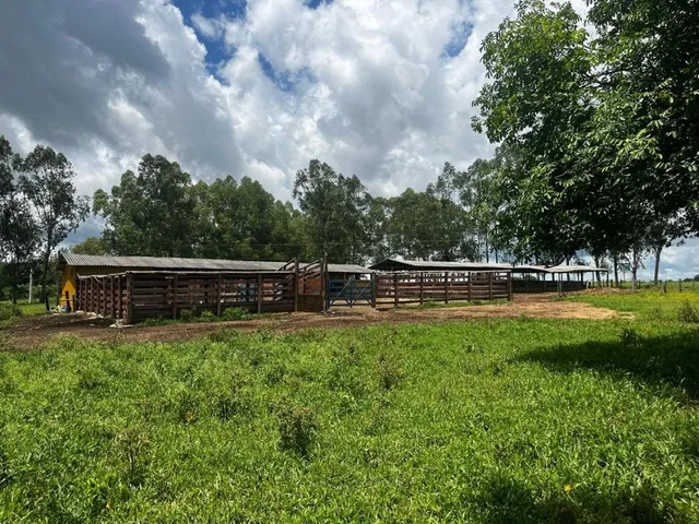 Imagem 8: FAZENDA À VENDA ? PORTEIRA FECHADA / BUENÓPOLIS/MG área total de 223 hectares