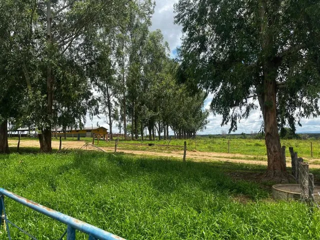 Imagem 15: FAZENDA À VENDA ? PORTEIRA FECHADA / BUENÓPOLIS/MG área total de 223 hectares