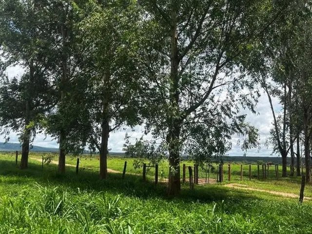 Imagem 16: FAZENDA À VENDA ? PORTEIRA FECHADA / BUENÓPOLIS/MG área total de 223 hectares