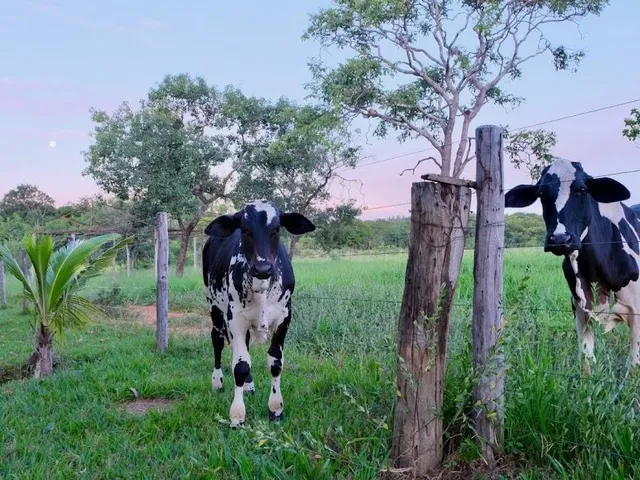 Imagem 8: FAZENDINHA À VENDA - CURVELO (MG) 171 hectares de terra