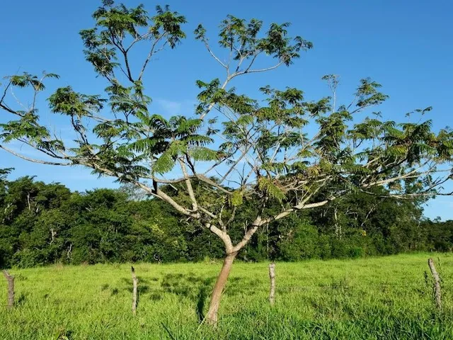 Imagem 9: FAZENDINHA À VENDA - CURVELO (MG) 171 hectares de terra