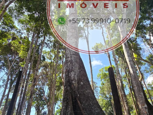 Imagem 3: Terreno de 3.318 m² em Itacaré/BA com Amplo Potencial para Projetos