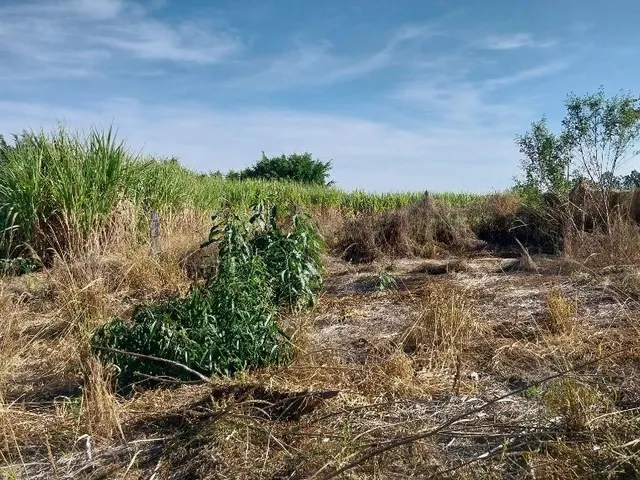 Imagem: Terreno medindo 2.100m2 no bairro Jutuba.
