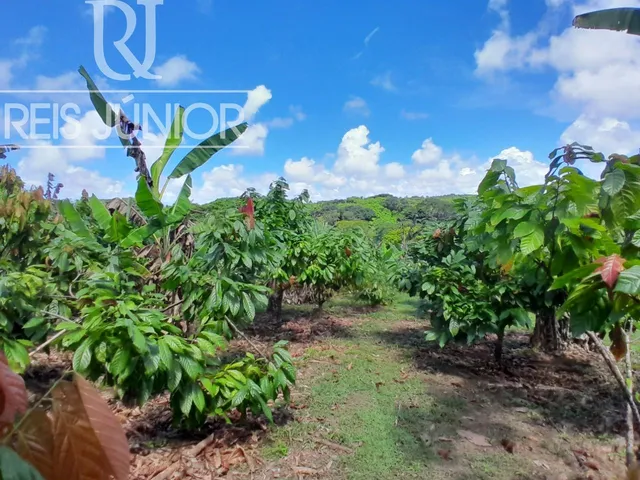 Imagem 4: Sítio Produtivo em Monte Gordo com 87.000m², 3 suítes e 10 vagas de garagem!