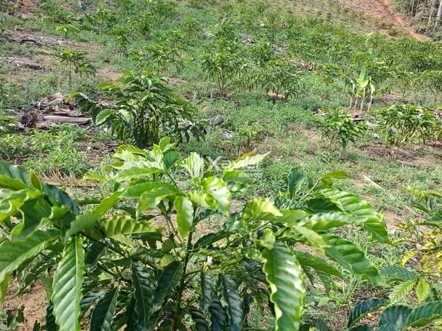 Imagem 4: Terreno Rural à Venda com 48.400 m² e 9.000 Pés de Café em Produção, Anchieta/ES