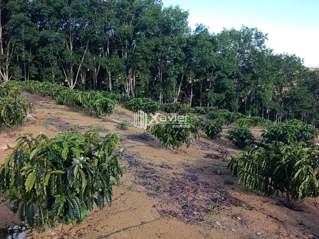 Imagem 6: Terreno Rural à Venda com 48.400 m² e 9.000 Pés de Café em Produção, Anchieta/ES