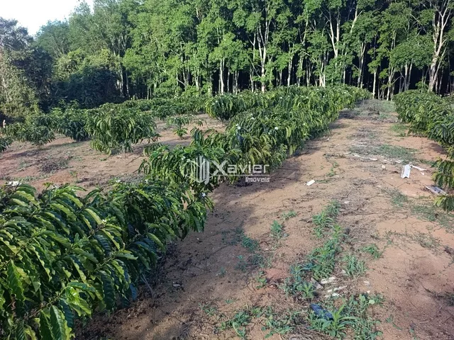 Imagem 12: Terreno Rural à Venda com 48.400 m² e 9.000 Pés de Café em Produção, Anchieta/ES