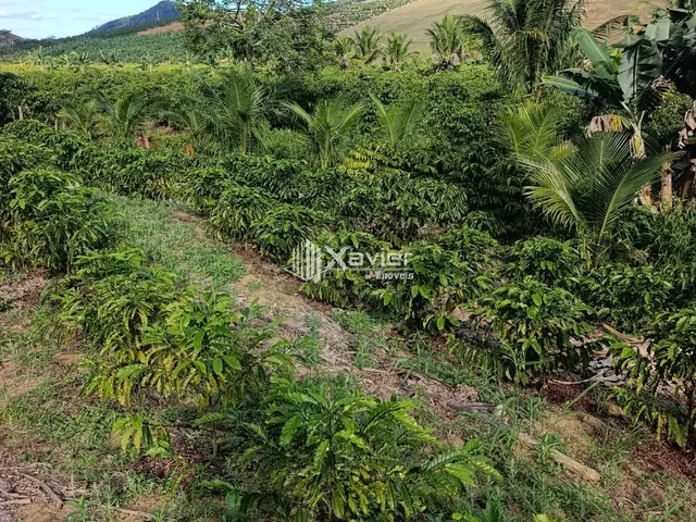 Imagem 8: Terreno Rural à Venda com 48.400 m² e 9.000 Pés de Café em Produção, Anchieta/ES