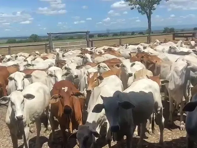 Imagem 8: Estate em Iaciara - Goiás, Zona Rural