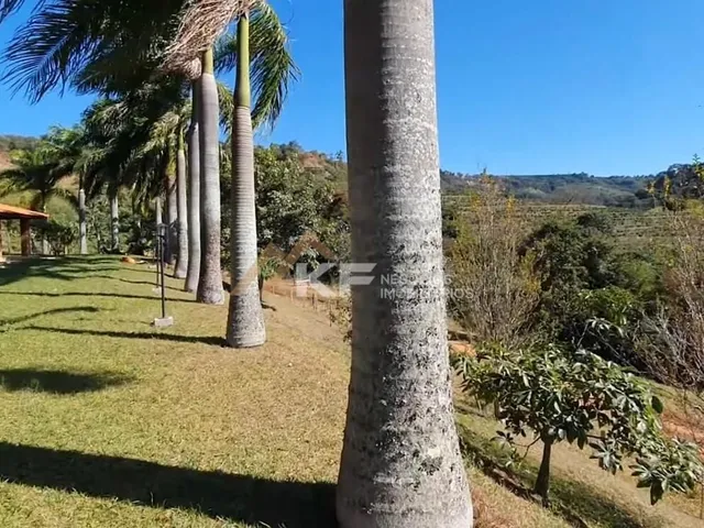 Imagem 3: FAZENDA DE CAFÉ ESPECIAL E PECUÁRIA EM MONTE SANTO DE MINAS