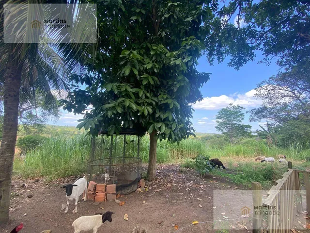 Imagem 3: SITIO RURAL em Camaçari - Bahia, Cajazeiras de Abrantes (Abrantes