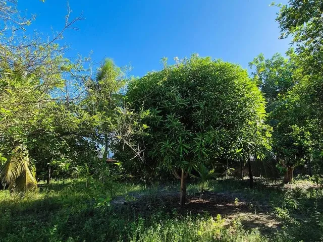 Imagem 3: SITIO RESIDENCIAL em Camaçari - Bahia, Vila de Abrantes (Abrantes