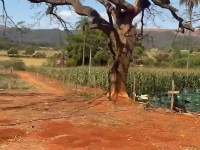 Imagem 3: Sítio em Serra Azul- Mateus Leme
