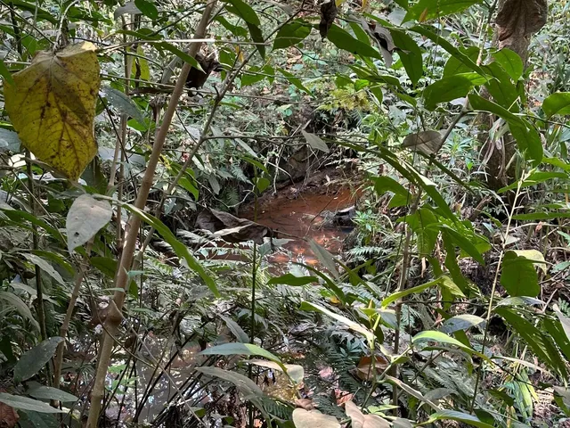Imagem 3: Chácara a Venda em Mateus Leme Mg