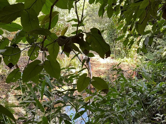Imagem 8: Chácara a Venda em Mateus Leme Mg