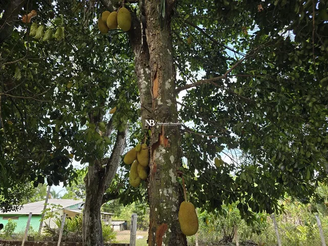 Imagem 7: Casa com 3 Quartos À Venda em Aldeia