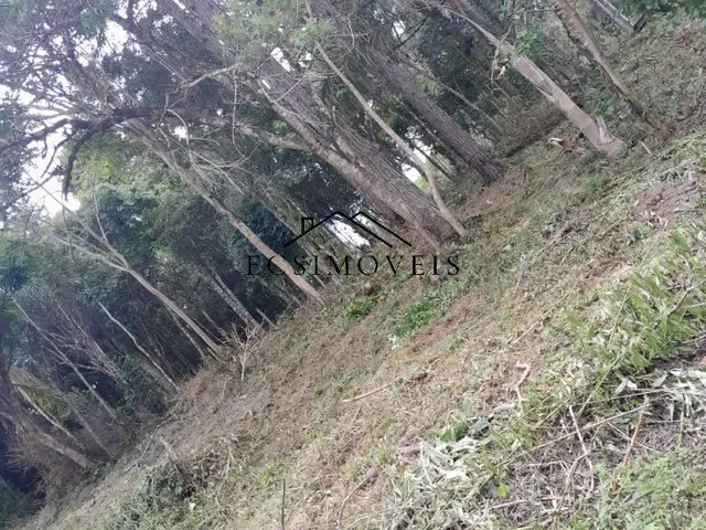 Imagem 7: CHACARA - MANDIRITUBA