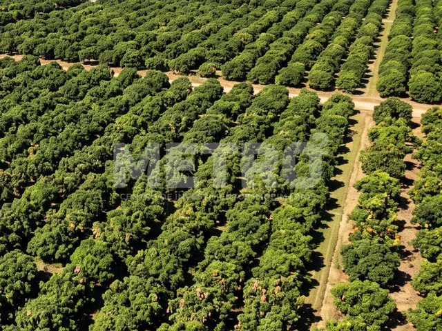 Imagem: Fazenda à venda, Área Rual, PETROLINA