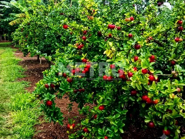 Imagem: Fazenda em produção com 10,5 Hectares