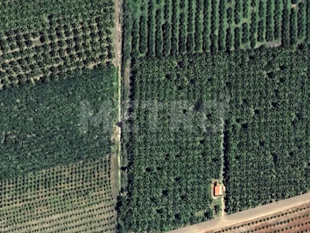 Imagem: Fazenda de manga e coco à venda, 8,5 hectares