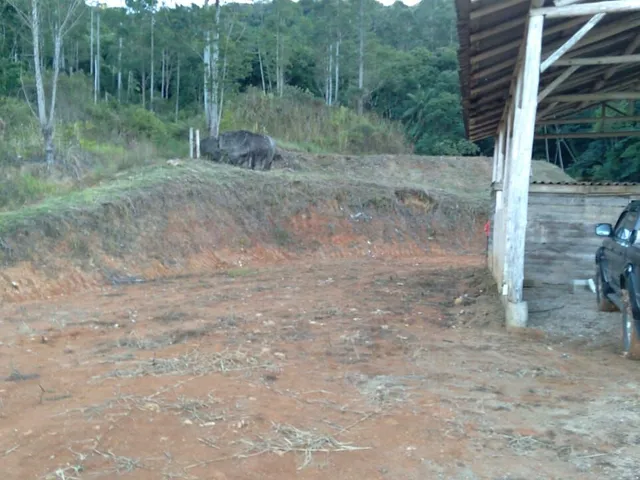 Imagem 6: Vendo Sítio em Biguaçu / Sc