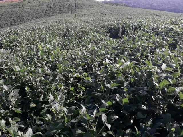Imagem 9: LINDO SITIO 5 ALQUERES E MEIO, 133 MIL M², A 4 KM DA RODOVIA DO XISTO, MARIENTAL