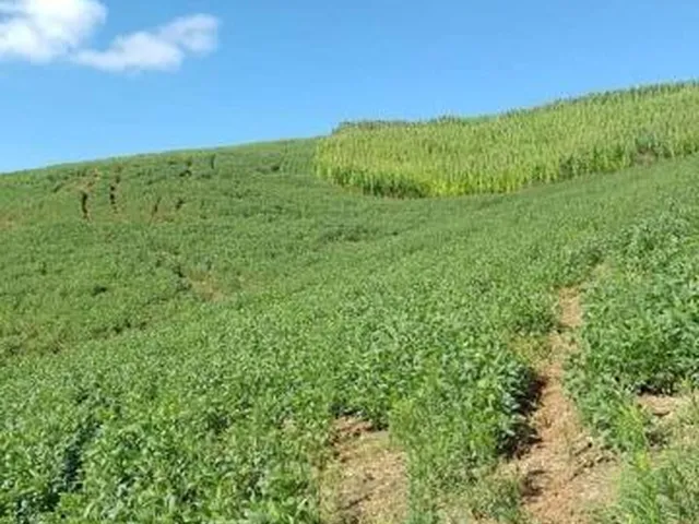 Imagem 14: LINDO SITIO 5 ALQUERES E MEIO, 133 MIL M², A 4 KM DA RODOVIA DO XISTO, MARIENTAL