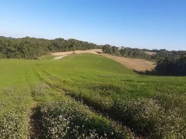 Imagem 11: LINDO SITIO 5 ALQUERES E MEIO, 133 MIL M², A 4 KM DA RODOVIA DO XISTO, MARIENTAL