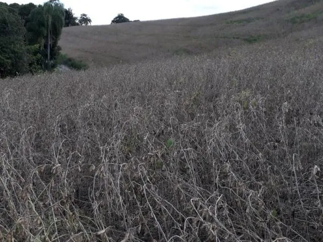 Imagem 16: LINDO SITIO 5 ALQUERES E MEIO, 133 MIL M², A 4 KM DA RODOVIA DO XISTO, MARIENTAL