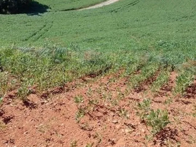Imagem 5: LINDO SITIO 5 ALQUERES E MEIO, 133 MIL M², A 4 KM DA RODOVIA DO XISTO, MARIENTAL
