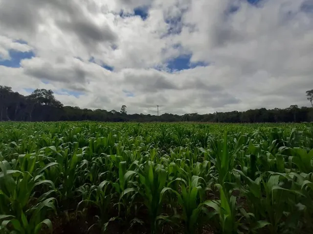 Imagem: Chacara 60 Mil M² Escriturada, Planta 1,5