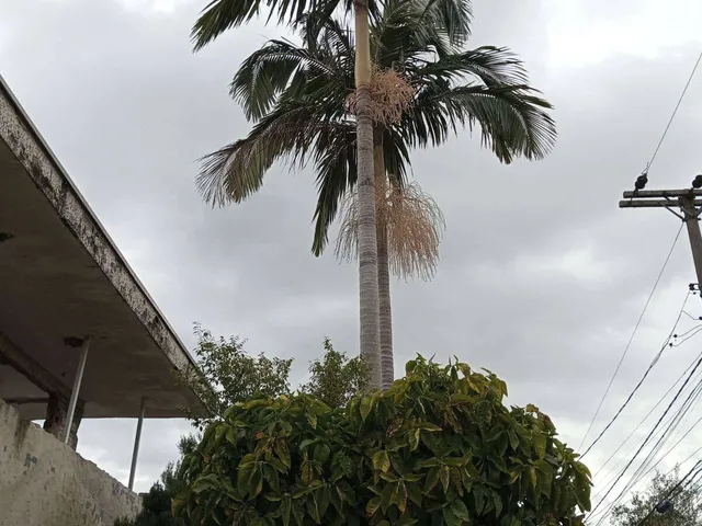 Imagem 16: Terreno à venda em Curitiba, Jardim Botânico, 346.10m²