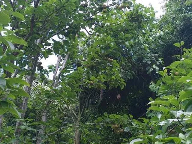 Imagem 15: 0 Fazenda / sítio com 3 dormitórios
