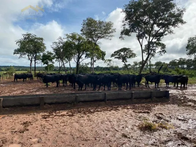 Imagem 3: Maravilhosa fazenda à venda! Se você procura um lugar incrível para viver em meio a