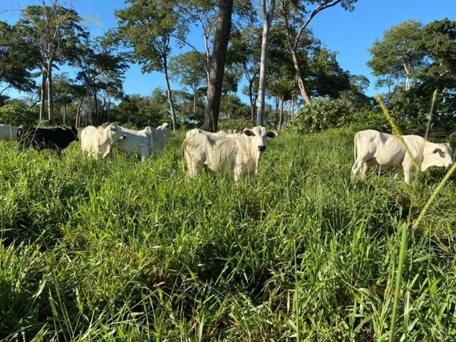 Imagem 9: Maravilhosa fazenda à venda! Se você procura um lugar incrível para viver em meio a