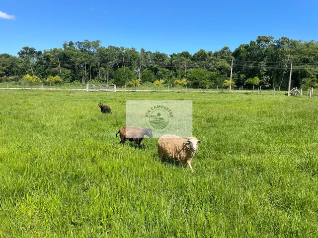 Imagem 6: Sítio na Estrada da Ilha, 5.700 M², Residência com 180 M², Apenas 5 Km do Shopping Garten, Analisa Troca