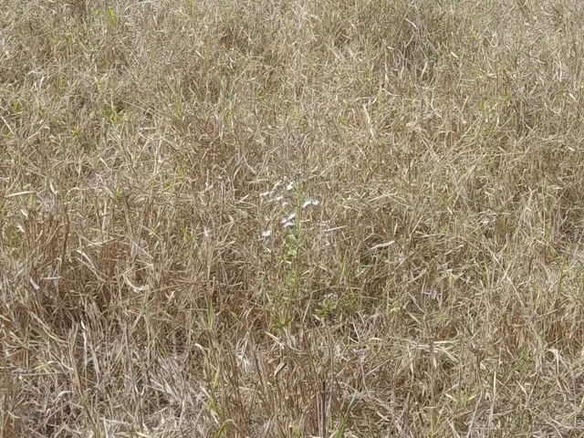 Imagem 2: Fazenda à venda em Montes Claros, Ermidinha, com 4 quartos, 17Alqueires Mineiro