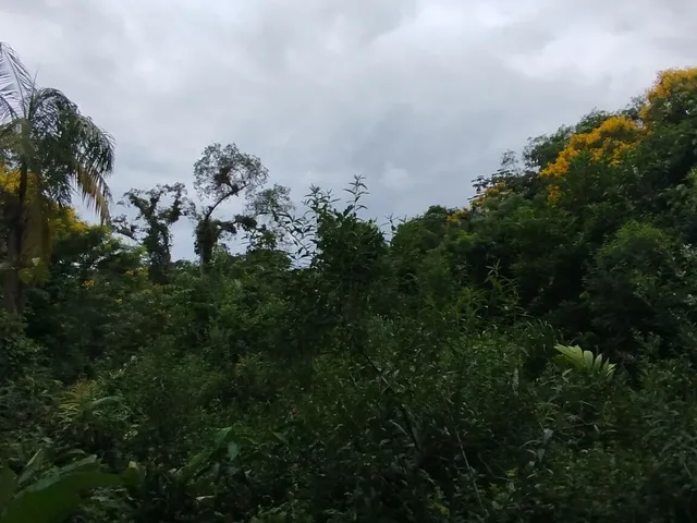 Imagem 13: Lotes a Venda em Morretes