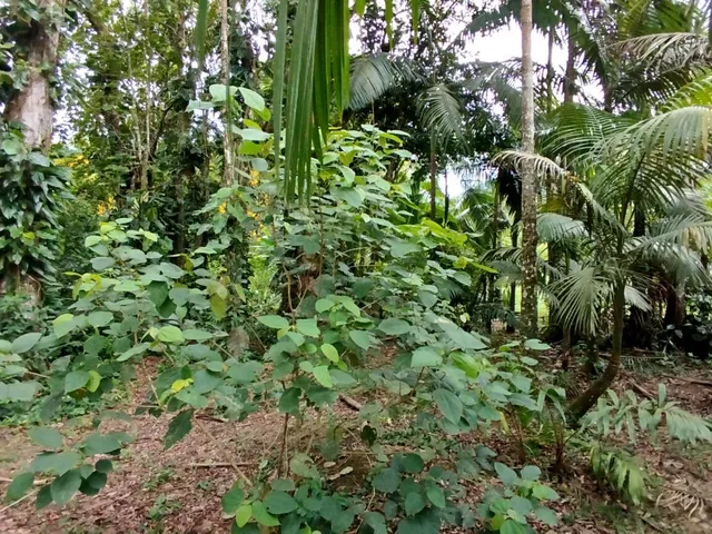 Imagem 14: Lotes a Venda em Morretes