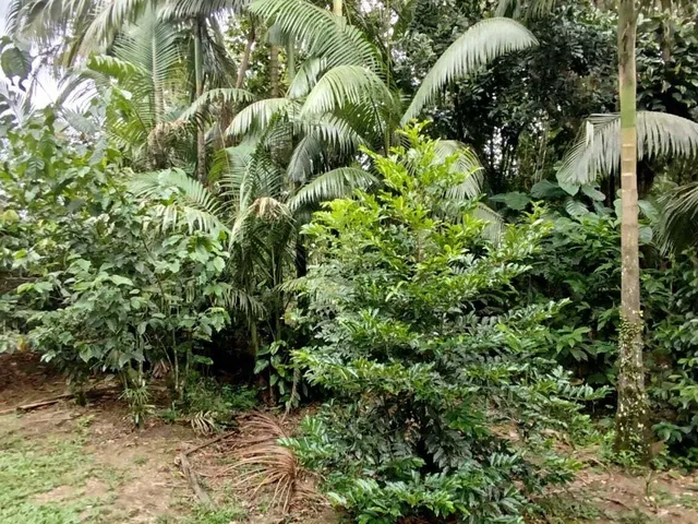 Imagem 15: Lotes a Venda em Morretes
