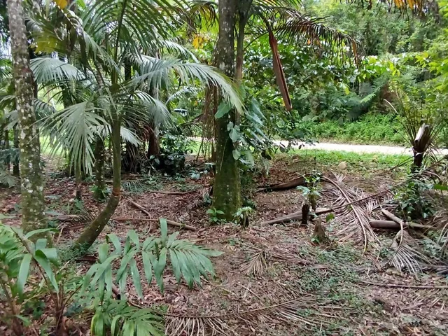 Imagem 7: Lotes a Venda em Morretes
