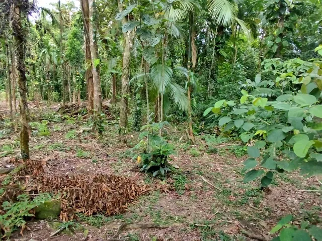Imagem 12: Lotes a Venda em Morretes
