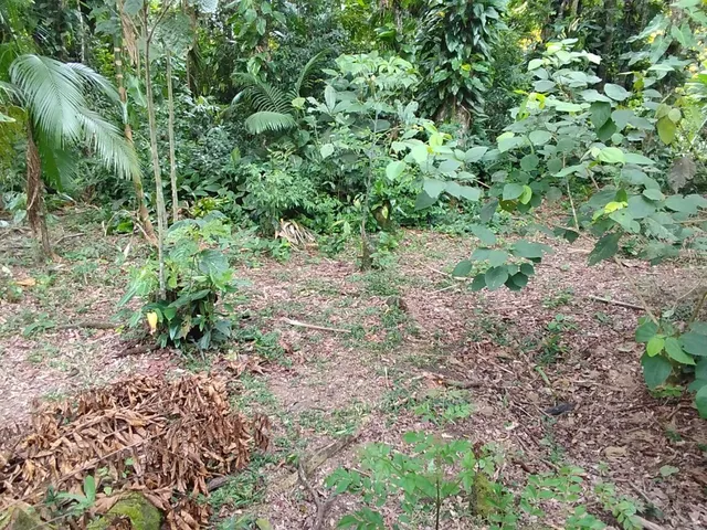 Imagem 2: Lotes a Venda em Morretes