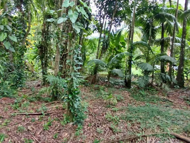 Imagem 10: Lotes a Venda em Morretes
