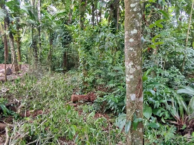 Imagem 6: Lotes a Venda em Morretes