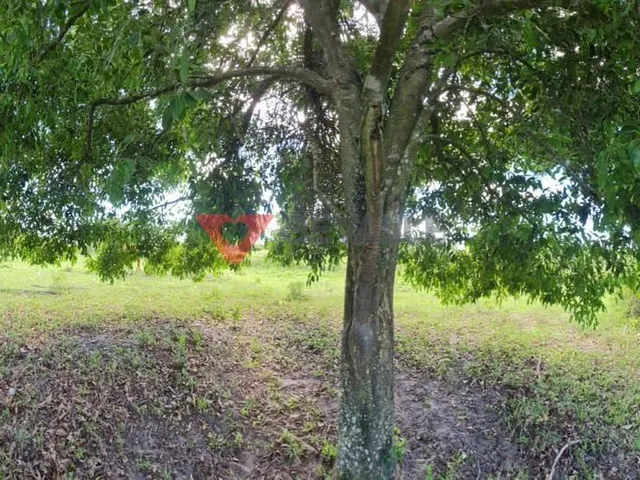 Imagem 8: Fazenda à venda em Araruama: 1.258.400m², 4 quartos