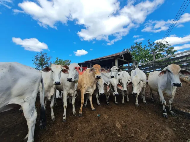 Imagem 15: Fazenda à venda em Araruama: 1.258.400m², 4 quartos