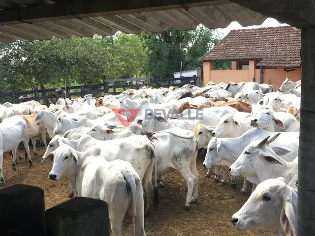 Imagem 5: Fazenda à venda em Araruama: 1.258.400m², 4 quartos