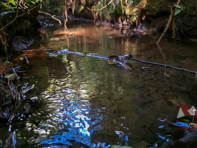 Imagem 2: CHACARA RURAL em SÃO JOSÉ DOS PINHAIS - PR, Roça Velha